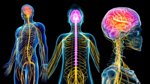 Healing Your Nervous System to Manifest the Life You Desire