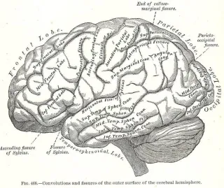 Copyright Free Anatomy Images Collection