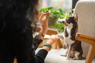 How to train a puppy