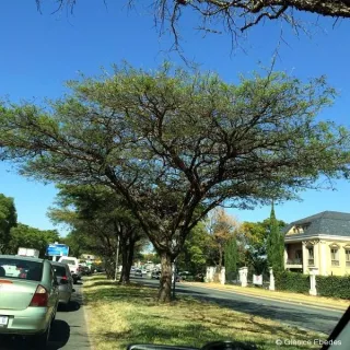 Tree of the week: Vachellia sieberiana – Paperbark thorn – Papierbasdoring - Umkhamba