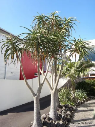 Aloidendron barberae – Tree Aloe – Boomaalwyn – Inkalane enkulu