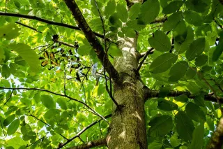 Why is it important to trim/prune my trees?