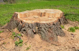 Stump Grinding: Why and How