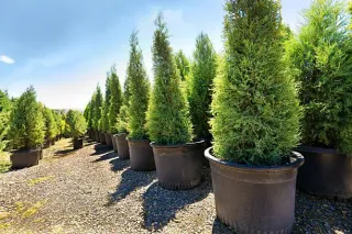 Arborvitae Trees: How To Care For Them 