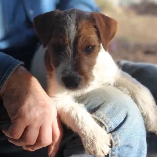 Jack Russell Terrier Temperament…What Makes This Breed So Special