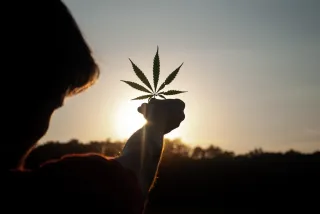 How Growers Choice Plant Guard HOCl is Transforming Cannabis Cultivation
