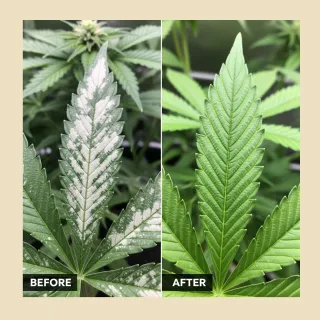 The August War: A Cannabis Grower's Tale