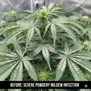 The White Menace: Protecting Your Cannabis from Powdery Mildew