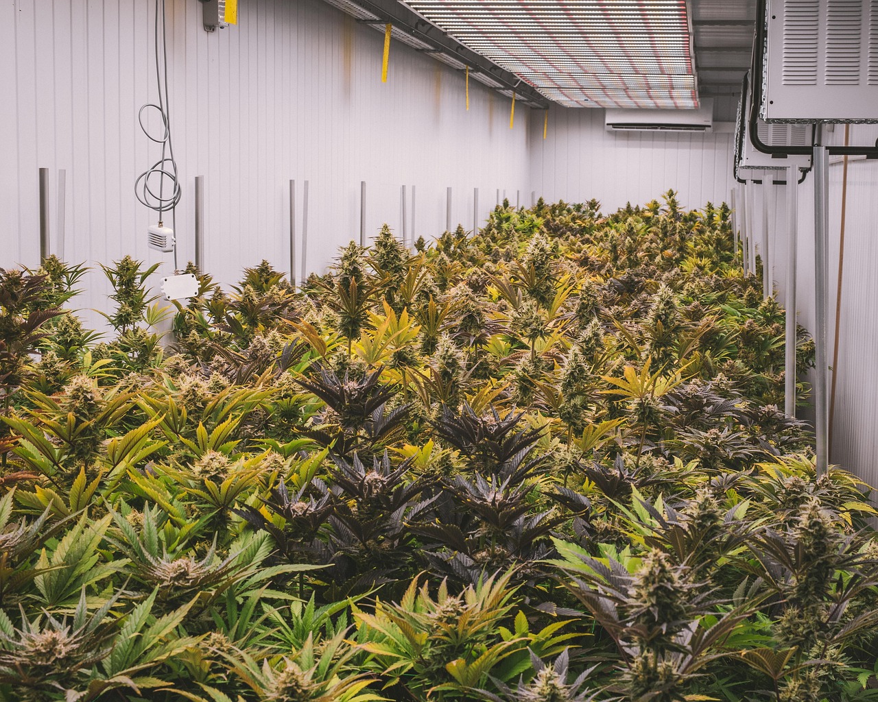 Defeating Powdery Mildew: Your Ultimate Guide to a Thriving, Healthy Garden!