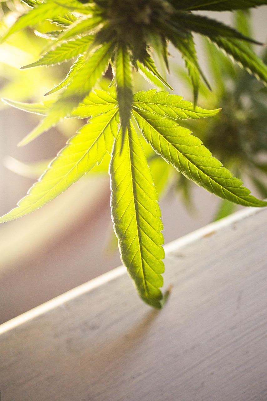 Mastering Mildew: Your Essential Guide to Spotting, Preventing, and Conquering Fungal Foes!