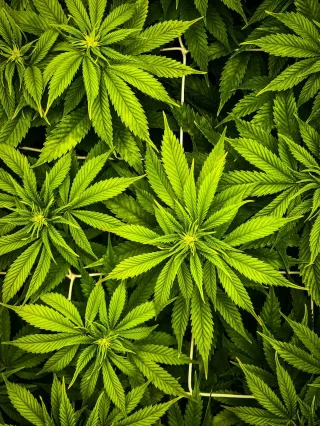 Growers Choice Plant Guard Naturally Stops Powdery Mildew with Hypochlorous Spray (HOCl)