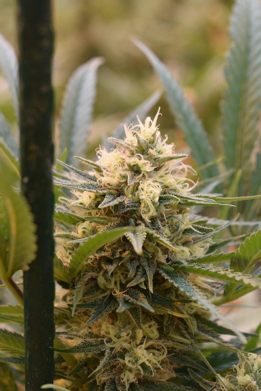 Unraveling the White Fuzz Mystery: Identify, Protect, and Grow Thriving Plants