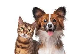 Pet Policies: Tailoring Terms for Rental Properties -creating fair and clear pet guidelines for tenants.