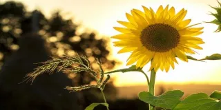 Optimal Vitamin D Levels: A Functional Medicine Approach