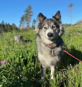 Lupa