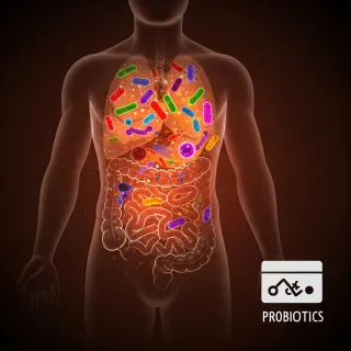 Gut Health 101: How Probiotics Can Change Your Life (and Your Belly!)