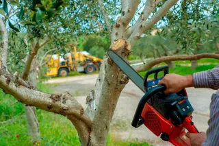 Tree Removal Sarasota: What to Look for in a Company You Hire