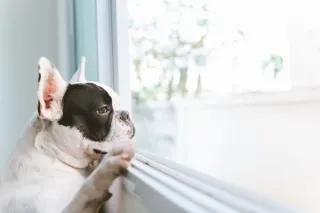 Dog Boarding vs. In-Home Pet Sitting: What's Best for Your Dog?