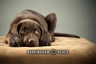 Is Your Dog Getting Enough Social Time? 🐾 Signs to Watch For!