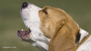 Why Dogs Howl: Understanding and Managing This Instinctual Behavior