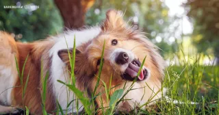 Why Does My Dog Eat Grass?