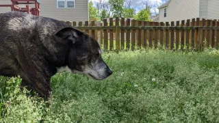 The Hidden Dangers in Your Backyard: Toxic Plants, Bugs, and Other Risks for Dogs