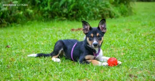 What Is a Meet & Greet? Everything You Need to Know Before Your Dog’s First Visit