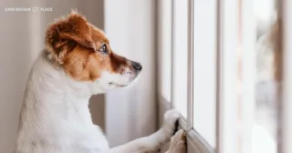 Where Can I Leave My Dog When I Go on Vacation?