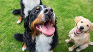6 Best Dog Parks in Austin (With Off-Leash Areas, Water Access & Shade)