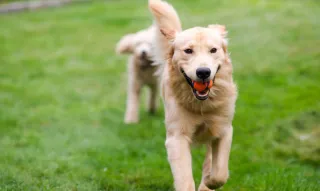 Dog Daycare and Boarding Price Calculator in Austin: What to Expect in 2025
