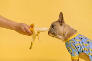 How to Feed a Puppy: A Simple Guide to Choosing the Right Puppy Food and Feeding Schedule