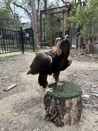 A New Approach for an Old Eagle Ambassador