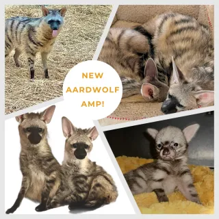 ZAA Launches New Aardwolf Animal Management Program
