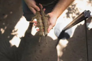 It’s a three-peat! Fort Worth Zoo hatches critically endangered gharial crocodiles for three consecutive years