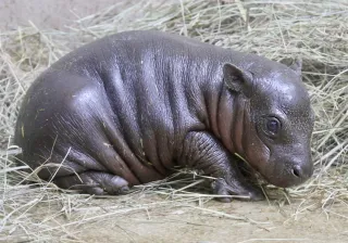 Tiny Hippo, Big News: Critically Endangered Pygmy Hippo Born at Kansas Wildlife Park
