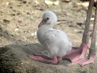 Montgomery Zoo Staff’s Dedication Leads to First Caribbean Flamingo Chicks in Years

