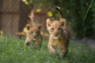 Seeing Double: Two Lion Cubs Born at the Fort Worth Zoo

