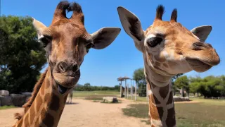 Towering Tykes: Four Giraffe Calves Add to Tanganyika’s Baby Boom
