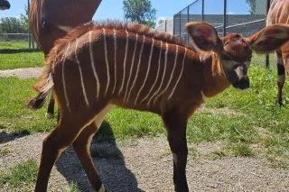 African Safari Wildlife Park welcomes another endangered antelope

