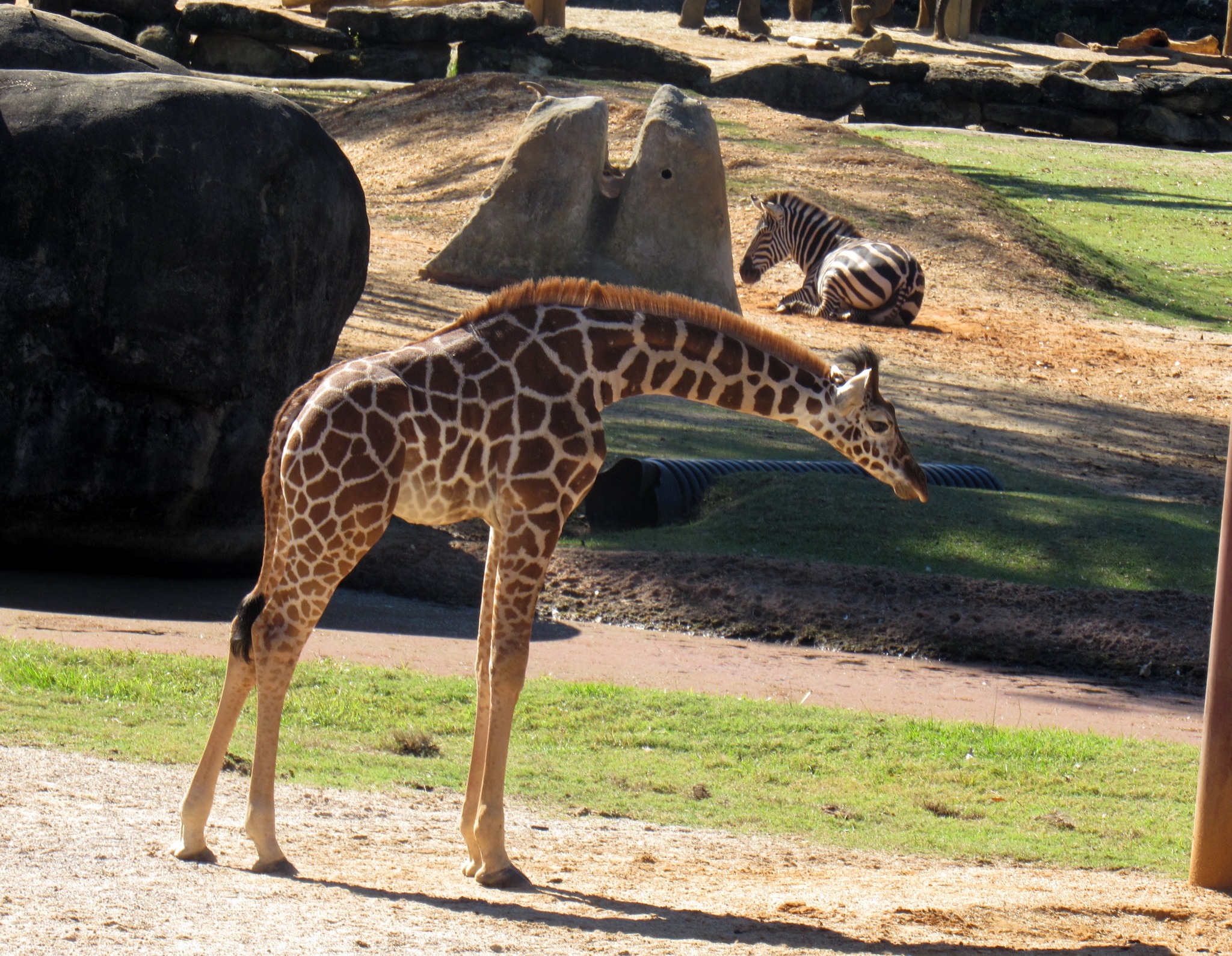 Baby Giraffe, Ozzi, Makes First Debut at Montgomery Zoo