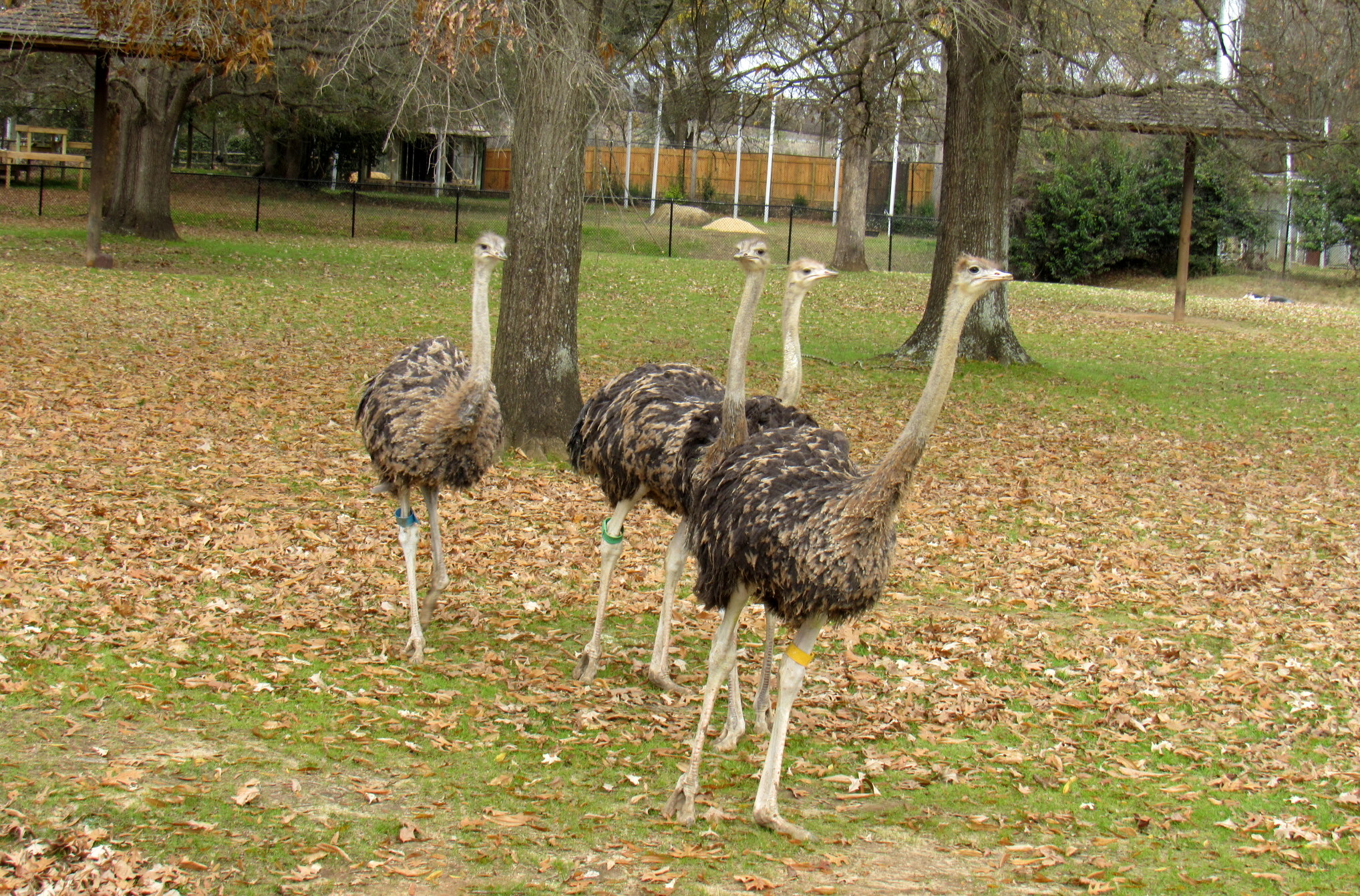 Montgomery Zoo introduces Baby Ostrich Flock referred to as the “Beans”
