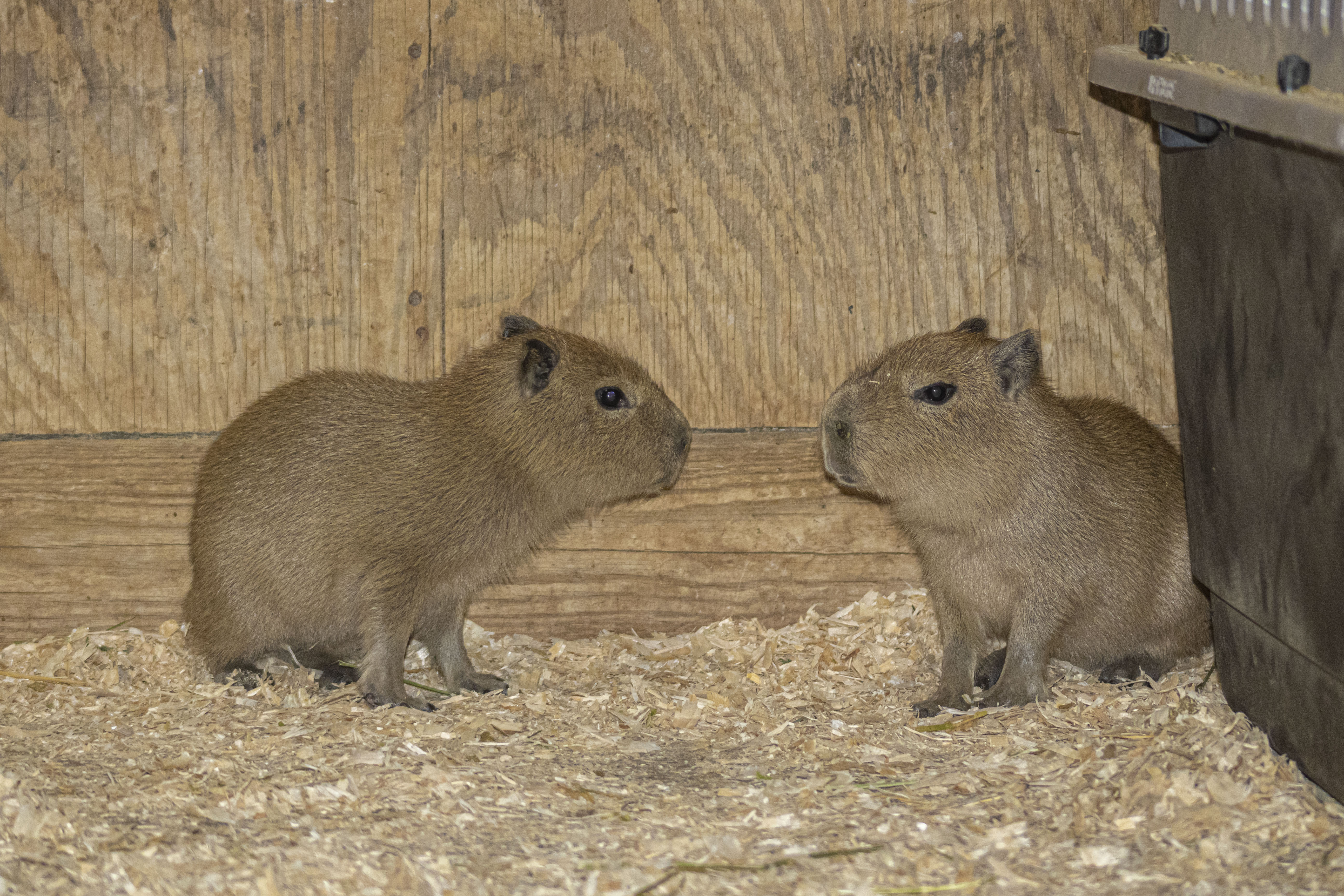 African Safari Wildlife Park welcomes two capybara pups