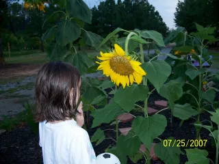 Good Morning, Sunflower!