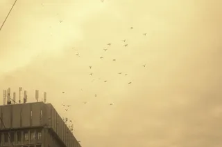 Behind The Scenes: Let One Bird Sing