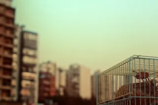 Let One Bird Sing - The Film