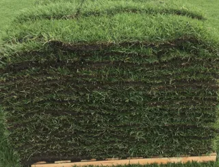 New Sod Care Guide