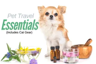 The Pet Travel Essentials Every Owner Needs