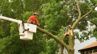 What Are The Benefits Of Hiring A Professional Tree Service?