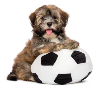 5 Reasons Why You Should Own a Havanese