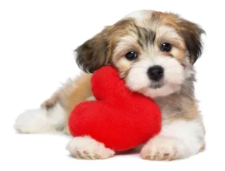 Havanese Dogs: Adorable, Loyal, and Energetic Companions